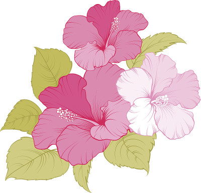 花的锦葵