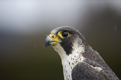 一幅雌游隼的肖像(Falco peregrineus)在德国因鸣响而被抓。