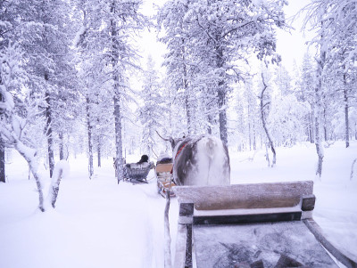 雪橇的驯鹿