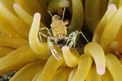 水下海洋生物