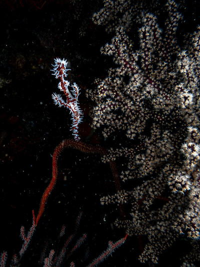 美丽的海洋生物环境。在深蓝色的海洋下潜水。