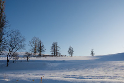 冬天的树林在雪地和蓝天