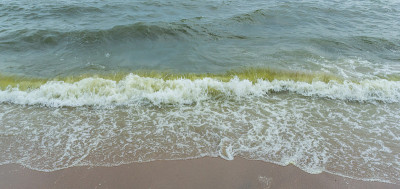 海藻在海里繁殖