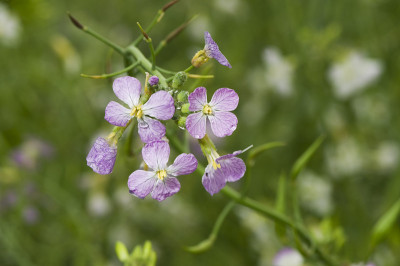 Cardamine pratensis集团
