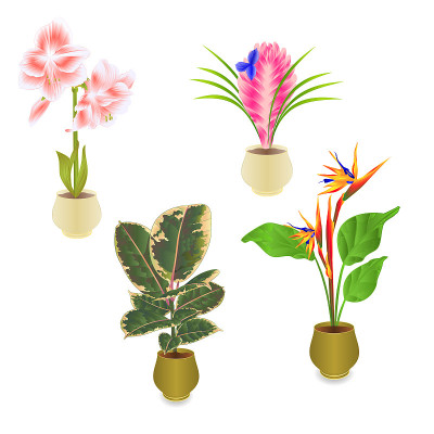 Tropical plants in pot amaryllis Tillandsia cyanea