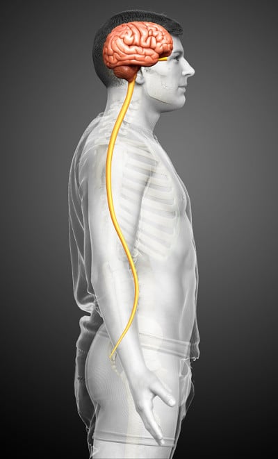 3d渲染医学上准确的男性大脑的插图“n