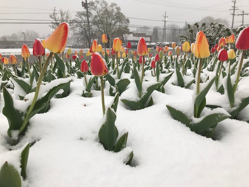 雪地里的郁金香。