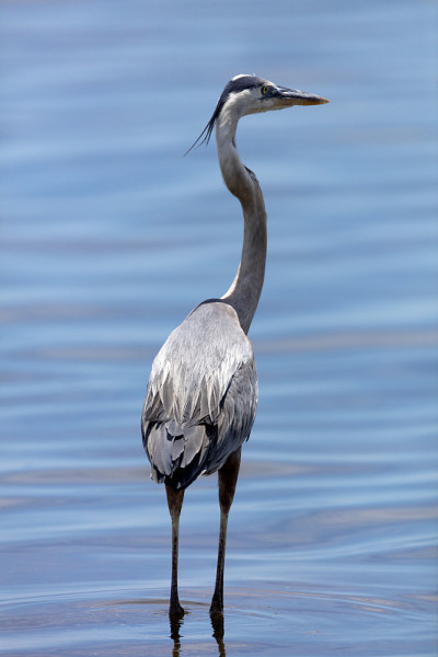 Blue Heron
