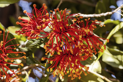 火轮树(Stenocarpus sinuatus)花