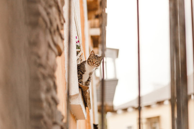 灰色漂亮的猫在向窗外偷看