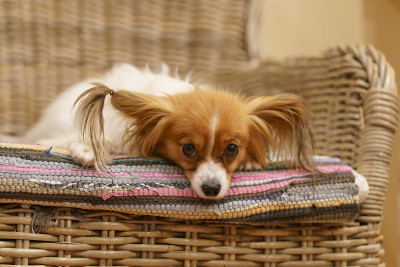 蝶耳犬趴在扶手椅上