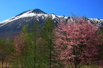 蓝天和樱花