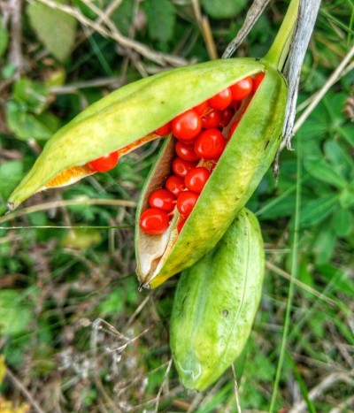 秋季种荚