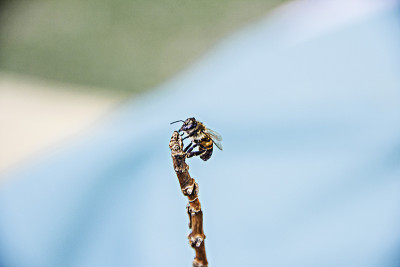 蜜蜂