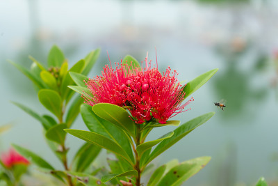 粉扑花的特写