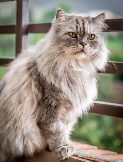 灰色的波斯猫