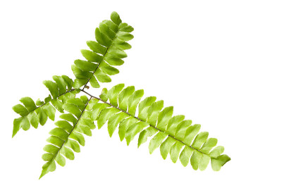 蕨类植物的叶子孤立