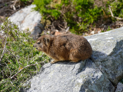 Dassie