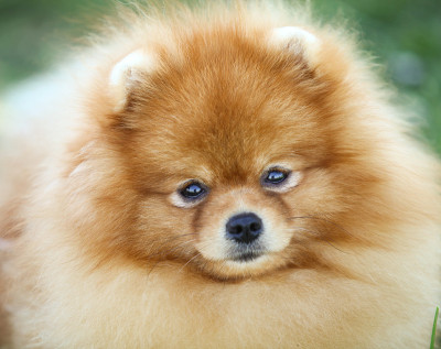纯种博美犬的肖像