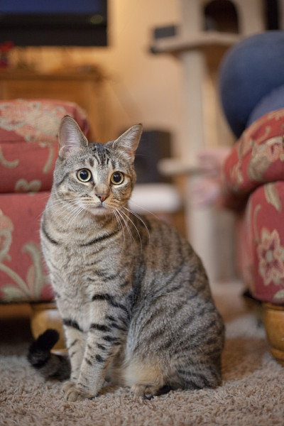 埃及猫的猫