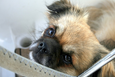 西藏猎犬和方向盘的一部分
