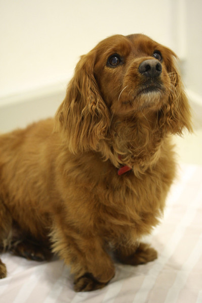 有遗传性腿缺陷的红色犬、腊肠犬、杂交西班牙猎犬