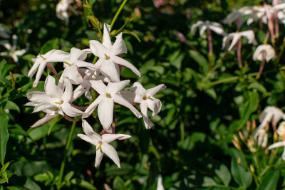 茉莉花(茉莉花)盛开