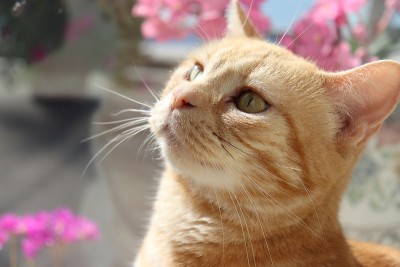 非常可爱的猫在窗户玻璃前。