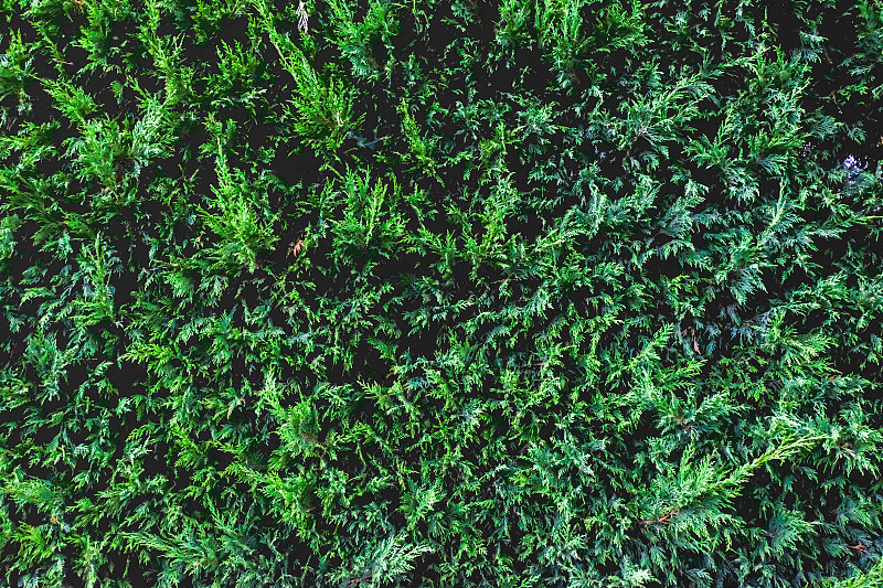 绿色护栏背景设计。绿色真正的树篱纹理。
