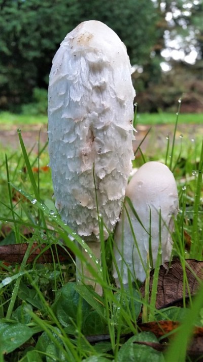 野生白蘑菇周围的湿草