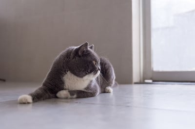 灰色英国短毛猫，室内