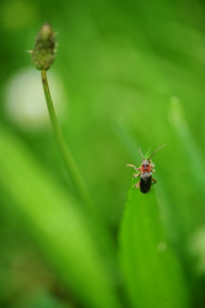 士兵甲虫和散焦绿色植物