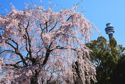 横滨