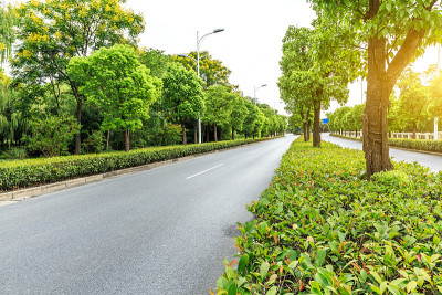 乡间的柏油路穿过绿色的森林