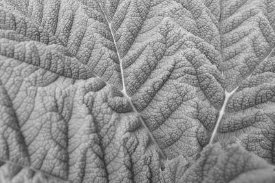 Gunnera
