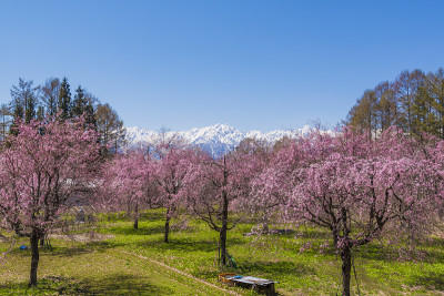 樱花