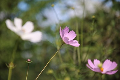 Cosmea