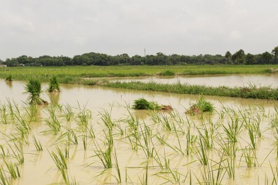 稻田,Odisha印度