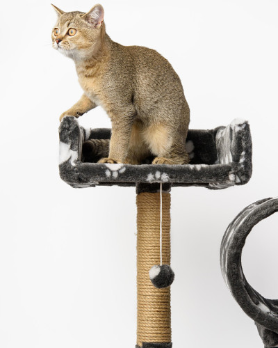 灰色纯种小猫苏格兰直栗鼠躺在多层次的游戏屋