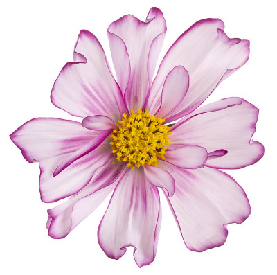花孤立