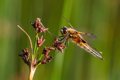 四斑点蜻蜓(Libellula quadrimaculata)，在北美被称为四斑点蜻蜓。