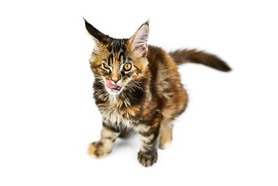 玳瑁缅因猫，孤立