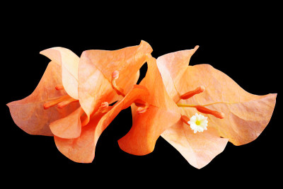 叶子花属花