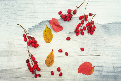 木背景上的Barberry