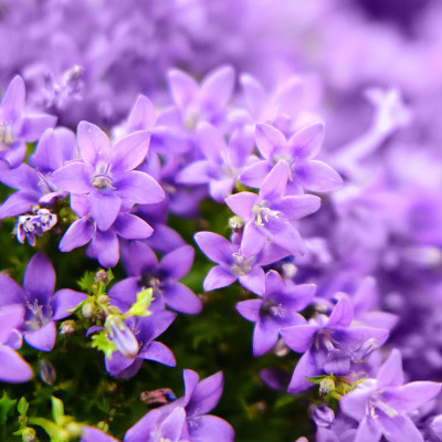 风铃花(Campanula portenschlagiana)是一种小型的观赏草本植物，属铃科风铃花