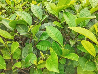 花园里的绿茶的特写图像