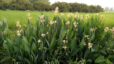 鲜花和农场在清迈