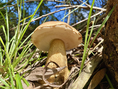阳光明媚的一天，森林里的牛肝菌幼菇