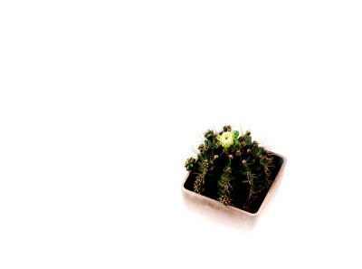 仙人掌花
