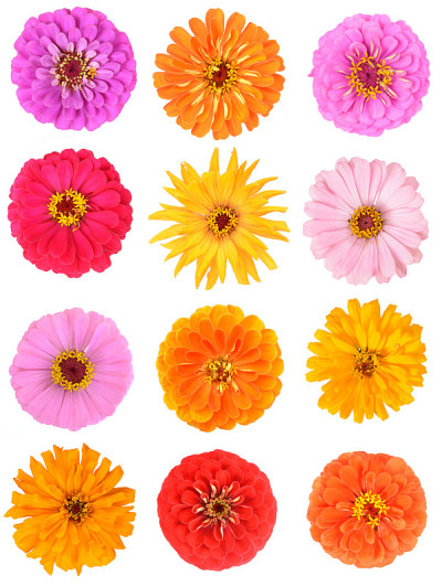 zinnia花
